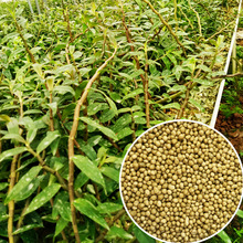 mFƤʯϻɽƤʯrÿጷʏͺϷMڊWG