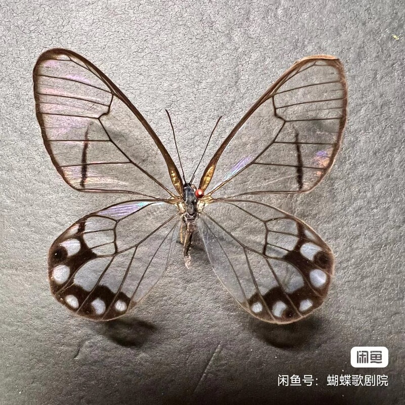 蝴蝶标本摆件真蝴蝶昆虫标本展翅学生创意生日礼品科教教具玩具|undefined