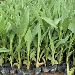 Base Supplies Canna, Submersible Plants, Landscape Garden Ornamental Plants, Aquatic Canna Flower Seedlings