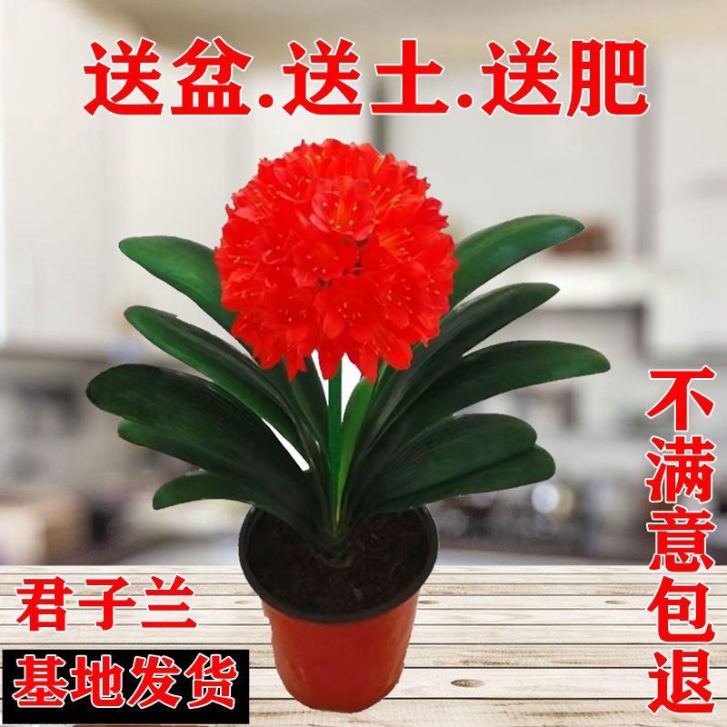 君子兰花君子兰盆栽君子兰苗四季常青植物蝴蝶兰花苗一件批发供应