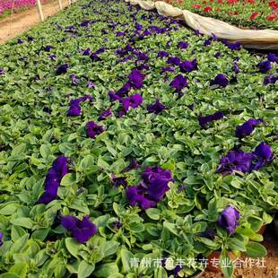 �������l ����ţ�� С���� �pɫ���� Ѩ�P�� �໨ɫ �����ݻ����a