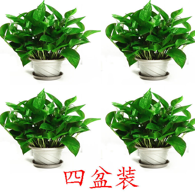 오리지널 화분 4개 + 트레이 포함 + 비료 6개 [높이 30cm 대형 포토스]