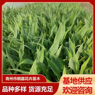 Aquatic Four-Season Banana Seedlings, River Courtyard, Garden Pond, Florals and Green Plants, Landscaping, Hydroponics, Purification of Aquatic Plants