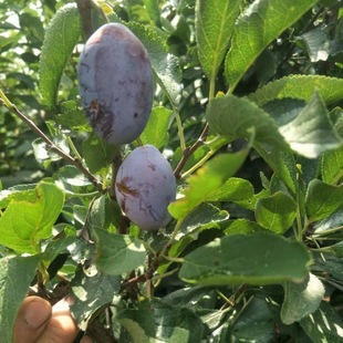 ��÷������ ��ɫ���� ��÷����̓��\ ������������ ζ��������