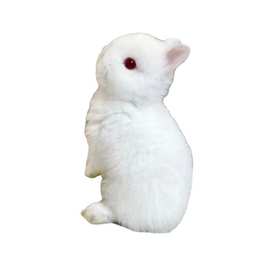 兔子 侏儒兔小迷你长不大小型公主垂耳小白兔小型宠物亚马逊跨境