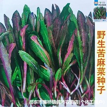 野生苦麻菜种子大全曲麻菜种孑蔬菜种籽原装种子大全批发代发