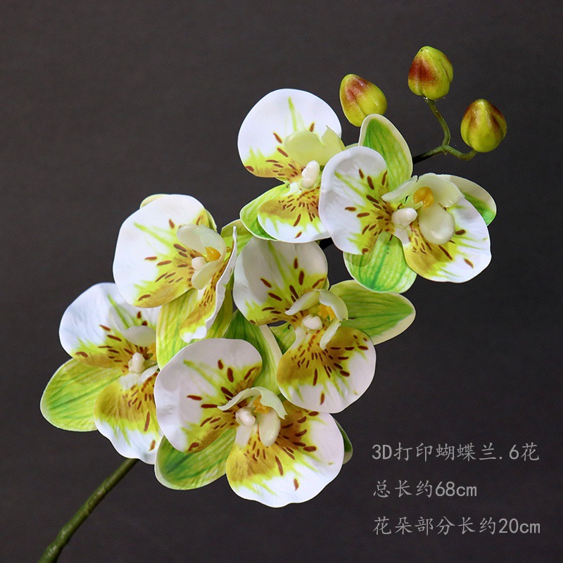 N ° 6 color ramita Phalaenopsis