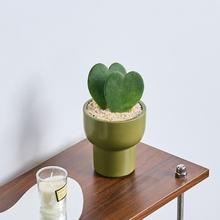 心叶球兰一片心绿植小盆栽室内办公室桌面多肉植物耐阴好养活花卉