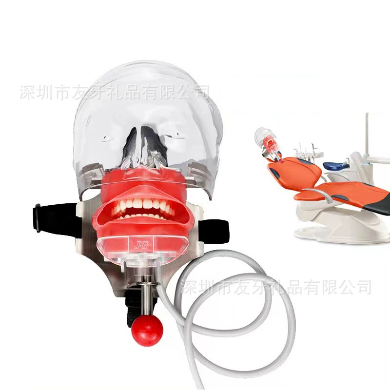 Realistic mannequin head, detachable practice for training, teeth model, training