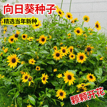 ���տ��N���^�pС���U�r���ķN������ܴ�ߗU�̨��ʳ���ļ��N��