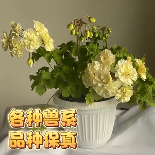 ���ÿ��Fϵ�ذ껨�����̨ͥԺ���������ļ��_������ֱ�l