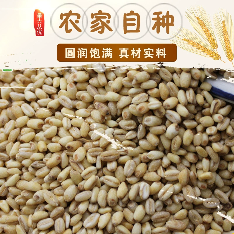 Отличные зерна ячменя полны производителей