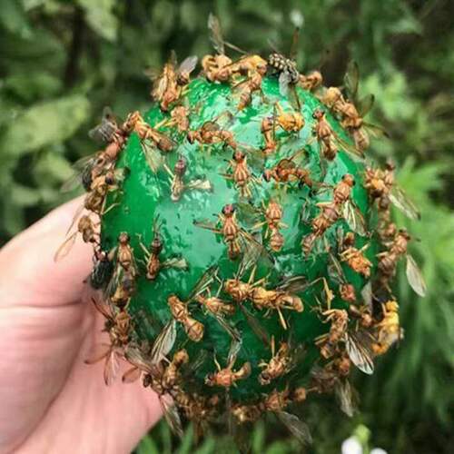Fruit tree fly bait Citrus fruit fly Oriental fruit fly Melon fly Stink bug bait Insect trap Pin honey bee Melon fruit fly