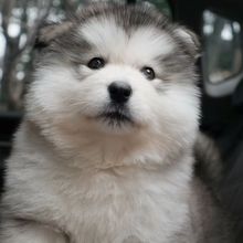 批发定制熊版阿拉斯加雪橇犬护卫犬纯种狗狗大型工作犬宠物活体狗