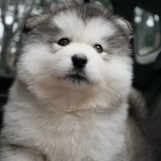 定做纯种阿拉斯加雪橇犬大型防爆犬宠物幼犬活体狗狗护卫犬工作犬