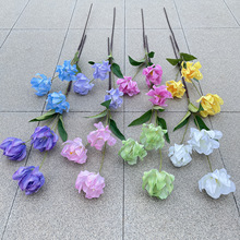 3�^Ī�Ό�ɏ��  ���滨 ��c�Ӽ��bٻ� ���l