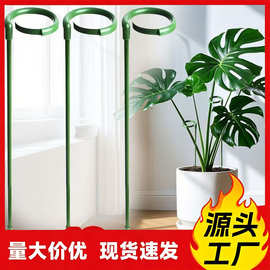 铁艺p型植物支撑杆多肉蝴蝶兰专花架支架花卉固定防倒伏护叶架