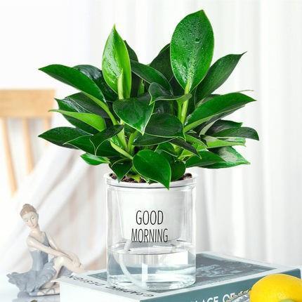 Jasmine plantación en maceta verde interior bonsai tofu hoja verde de desformaldehído sala de estar plantación de escritorio verde perenne cuatro estaciones aire purificado image 25