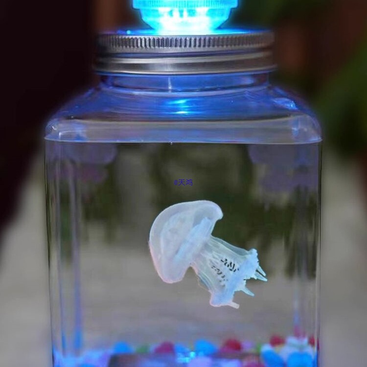 Jellyfish Live Animal Internet Celebrity Glowing Seawater-Raised Red Moon Jellyfish Children's Kindergarten Animal Pet