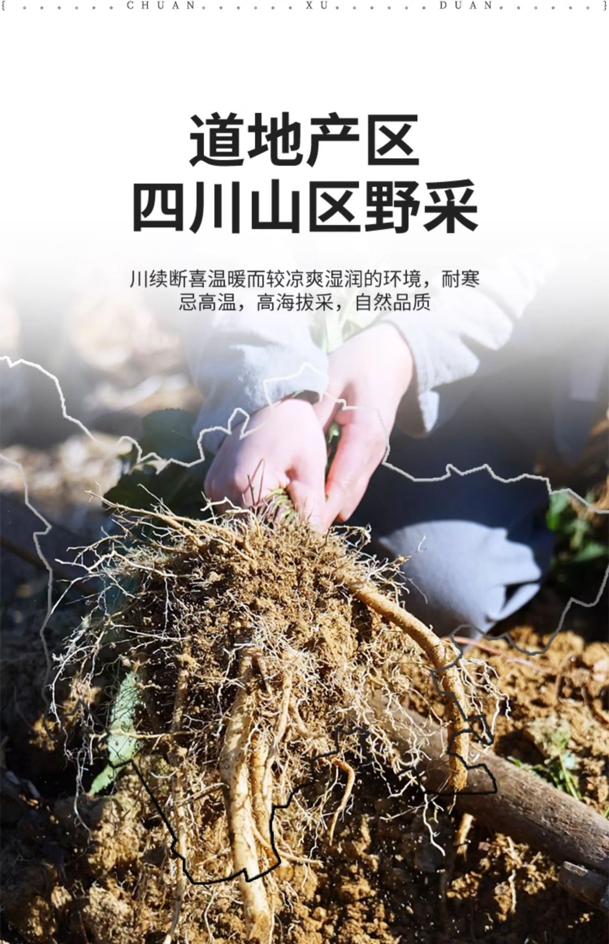 Chuan Duan Dried Sichuan Teasel Root Slices 500g Wild Chuanxuduan for Herbal Tea and Decoction quality and texture