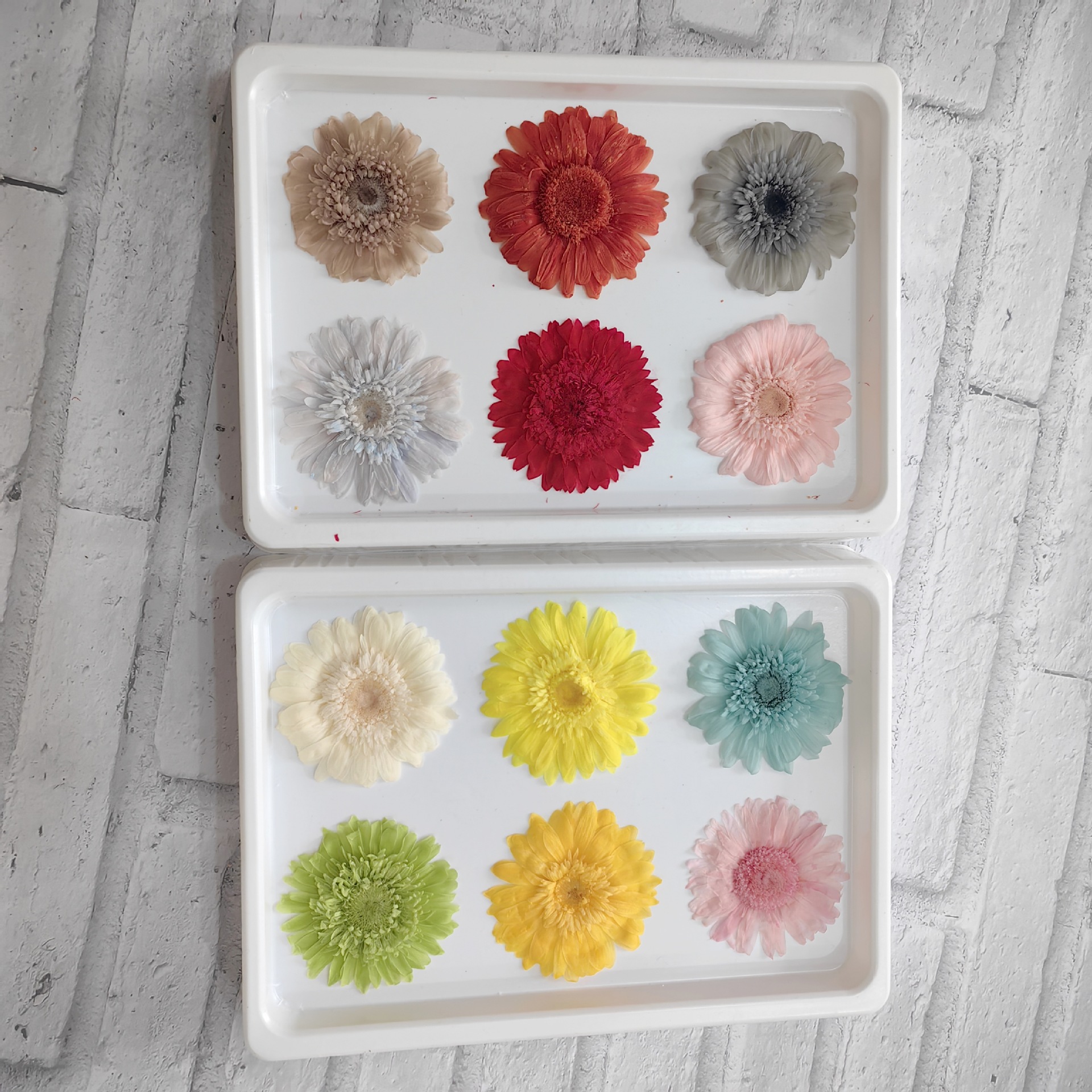 永生花非洲菊小向日葵DIY装饰花材拍摄道具花材云南厂家批发