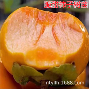 ��ţ���Ә���箔��Y���ش��������̨��������Ә��辰�Ϙ�����