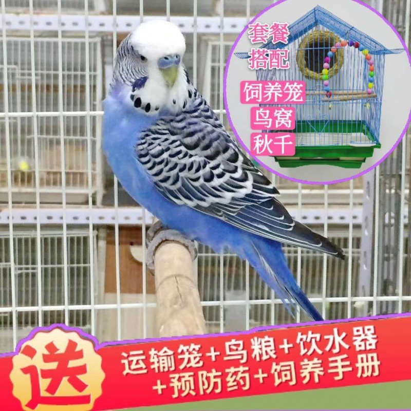 O1CN01IfKl7C1RLYbWo0IlZ_!!2215837082095-