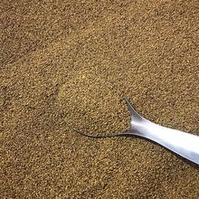 桑树种子蛋白桑种饲料桑种桂桑12实生苗大叶养蚕占木嫁接水洗净籽