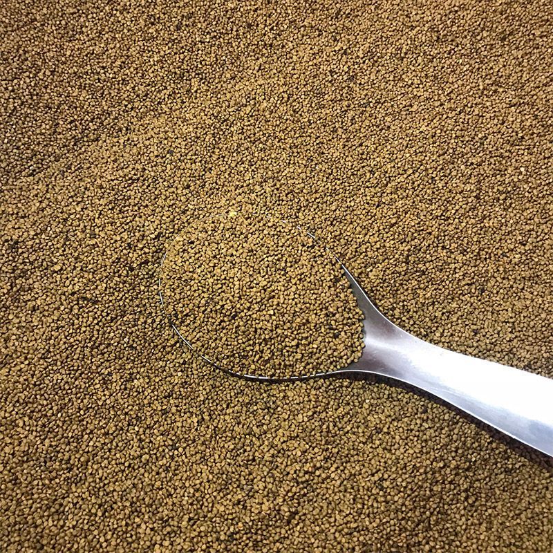 桑树种子蛋白桑种饲料桑种桂桑12实生苗大叶养蚕占木嫁接水洗净籽