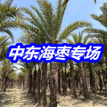 福建漳州園林基地綠植多種規格批發 園林景觀工程 中東海棗