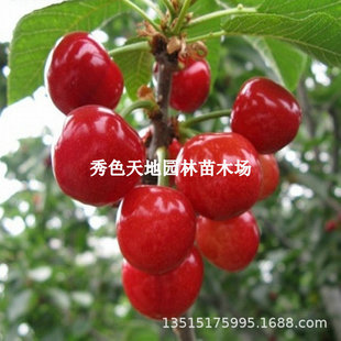 �޽�ɳ���Й�����ɰ�۶�����Ҙ������Ե����Ϸ������Nֲ����Y��