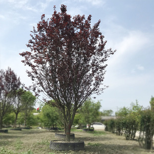 �ͷ�֧���~�� �t�~�� ������ �Ĵ��@�ֹ��̾G����ľ ���~��ľ