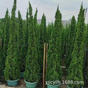 ������צ���������������������