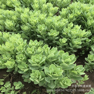 �ˌ����챭���Ի��|���ݻ��ˌ�����С���� �ͺ��޸����ܵ�����