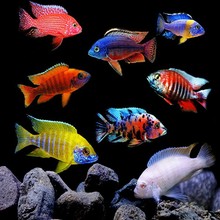 ���������~�ھ����ӻ��w��С�����B�׻�Ꭷ�^�p�~��ˮ�~