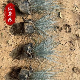 �{��ë �޸����ܲݻ� ���^�G��ֲ�� �������R������ �{��é