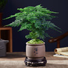 Bamboo potted plant office office office hydroponic living room lazy small green plant flower big full bonsai four seasons evergreen