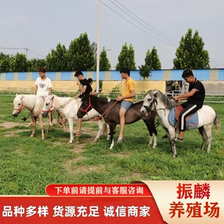 景区观赏骑乘马 观赏斯特兰矮马 德宝矮马出租动物园观赏矮马