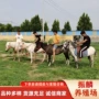 观赏景区动物园矮马