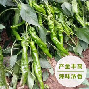 ���ڷN�ݽz���N�Ӵ����߮a�����N�Ӵ���ͥԺ�߲��ݽz�����N��΢��