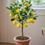 种植盆栽四季柠檬果苗