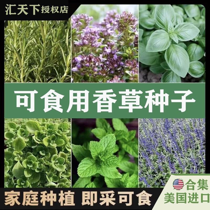 Cross-Border E-Commerce Mint Seeds, Thyme Seeds, Drought-Resistant Seasoning Herbs, Courtyard Balcony Cold-Resistant Potted Plants Cross-Border E-Commerce Mint Seeds, Thyme Seeds, Drought-Resistant Seasoning Herbs, Courtyard Balcony Cold-Resistant Potted Plants