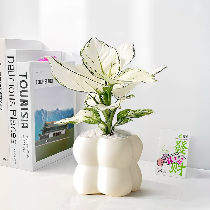 Настольные зеленые растения в кремовом стиле для гостиной, белый офис королевы Руйи, легко поддерживать в любое время года, доступные роскошные украшения, лиственные растения.