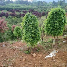 流全红枫5到8公分