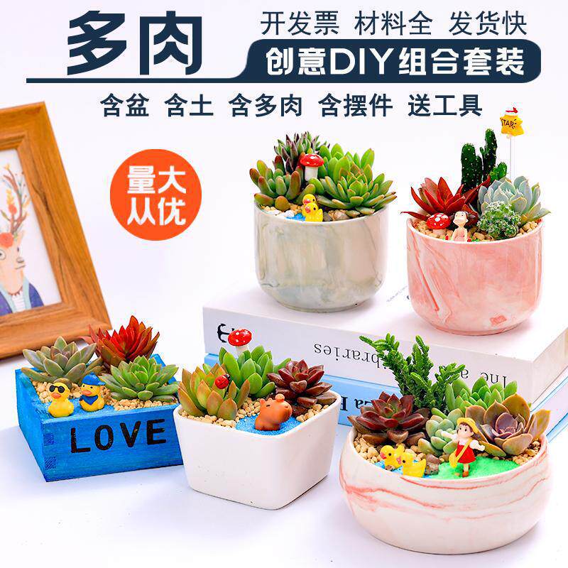 Plant Assortment with Pots and Soil, Creative DIY Multi-Green Plant Flowerpot Micro-Landscape Plant Assortment with Pots and Soil, Creative DIY Multi-Green Plant Flowerpot Micro-Landscape