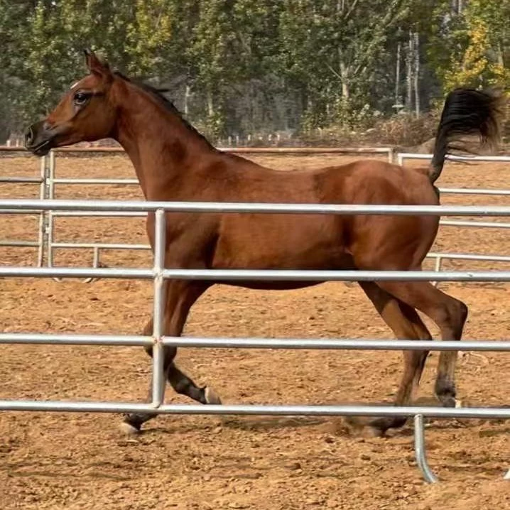 Личная полевая верховая езда Живая лошадь породы арабских лошадей цена кино и телевидения