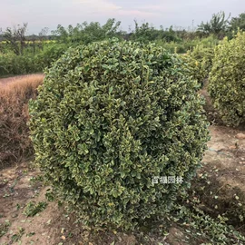 种子;其他园林植物;灌木