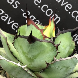 Panda Kernel Crown Green Plant Potted Landscape Succulent Plant Greenhouse Wholesale Agave Cactus Euphorbia