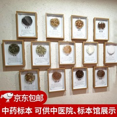 精装标本中药标本展示墙中药材标本装饰画中草药标本相框中医标本