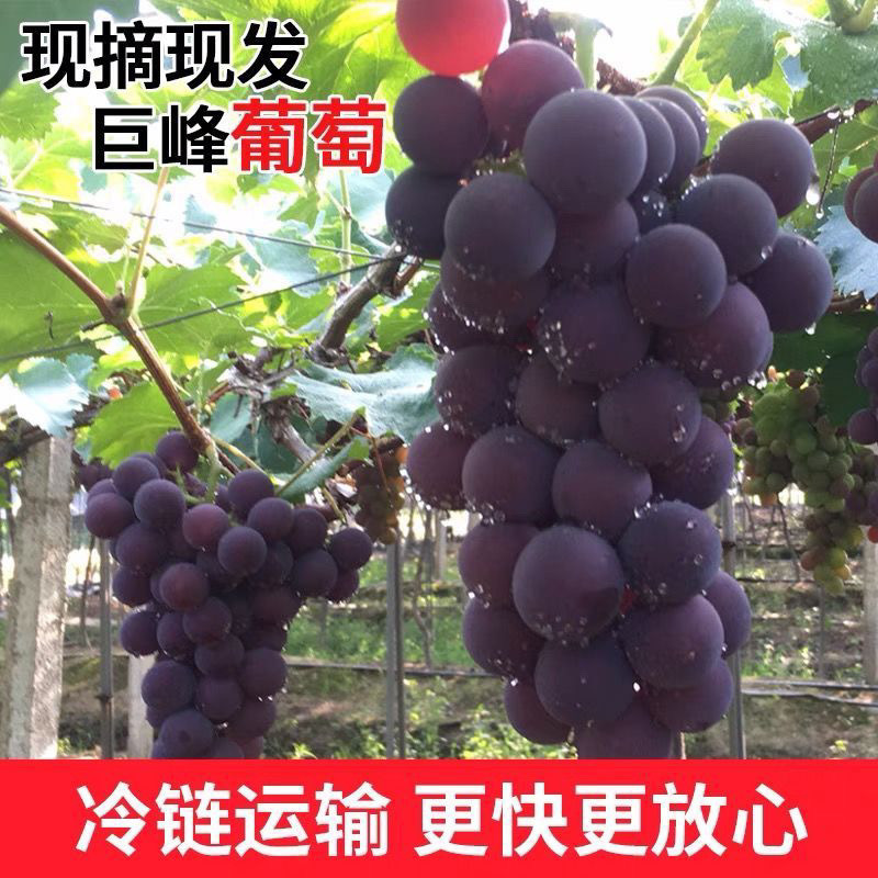Authentic Northeast Kyoho grapes origin direct shipped not summer black sour-sweet pregnant women fruit Shunfeng free shipping whole box shipped